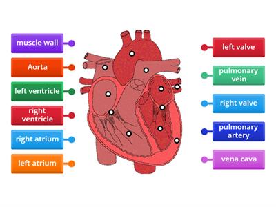 The Heart Diagram Revision