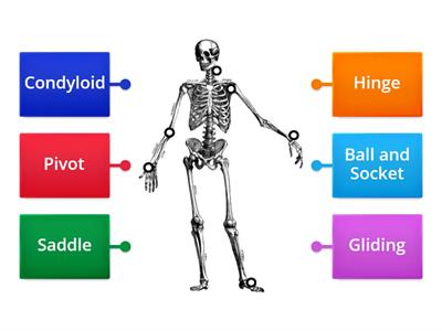 Types of Joints