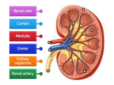 Kidney NGS