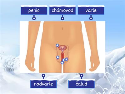 Pohlavní soustava muže