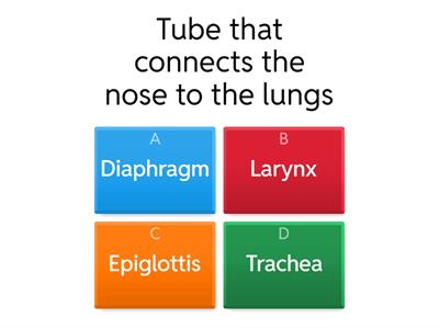  Respiratory system
