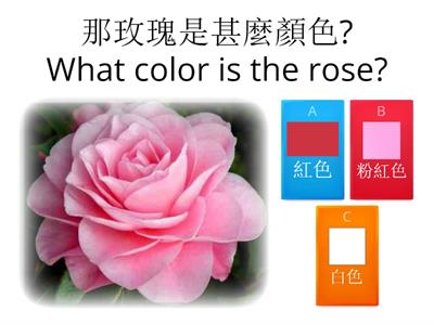 Joyce's What color is it? 這是什麼顏色？ 