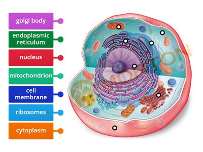 Cell structure