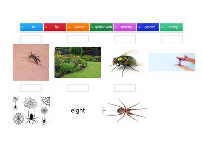 Vocab spiders text