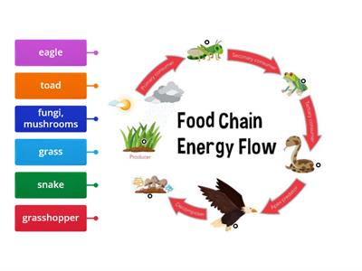 Food chain