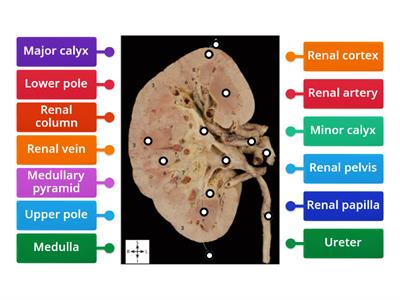 Kidney anatomy