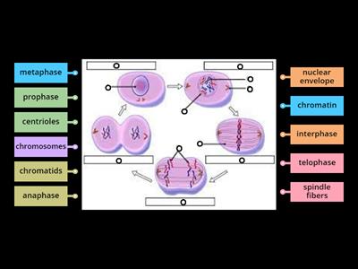 Cell Cycle Diagram Advanced