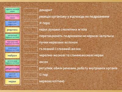 Нервова система - основні поняття