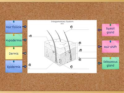 C08. Integument. Sys - Skin Structure