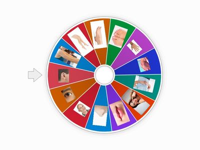 Lichaamsdelen gr 1/2