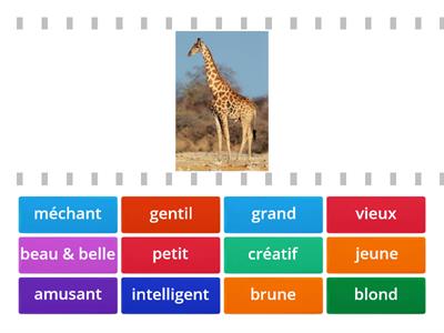  les adjectifs (12)