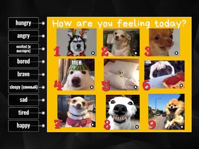 How are you feeling today? (dogs)