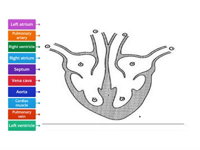 Circulatory System