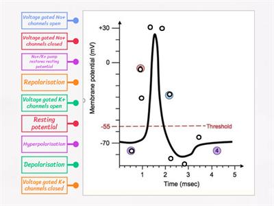 Action potential