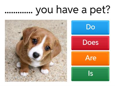 Present Simple : + / - / ?