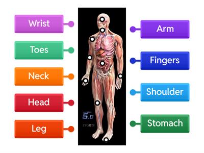 Human body - Vocabulary (8th/9th grade)