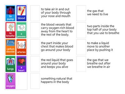 FF5 unit 9 - respiratory system