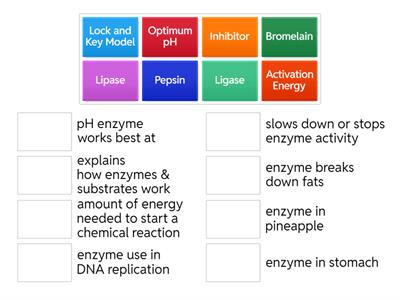 11B Enzyme Vocabulary