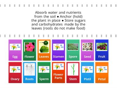 Plant Parts and Functions