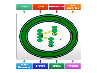 PARTS OF A CHLOROPLAST