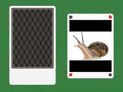 Insects 3