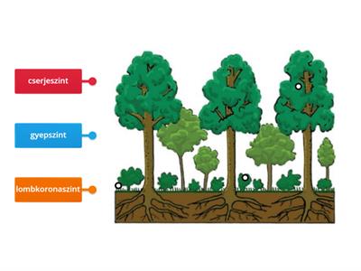 Az erdő szintjei
