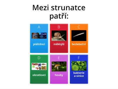 Př-7 STRUNATCI (úvod, pláštěnci, bezlebeční)