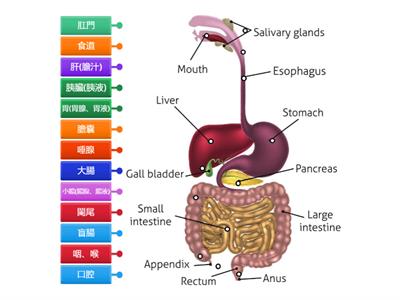 7上人體消化系統
