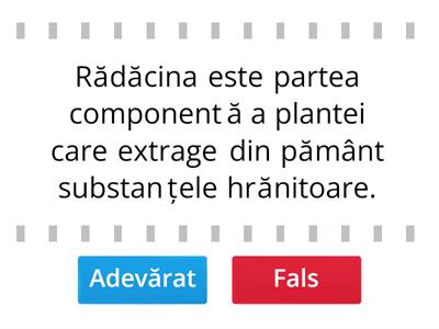 Părțile componente ale unei plante