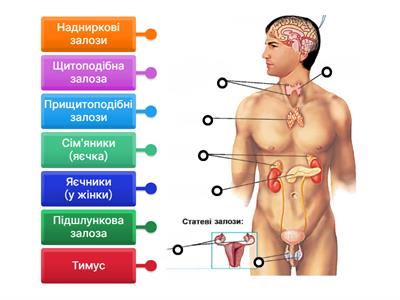 Залози внутрішньої секреції