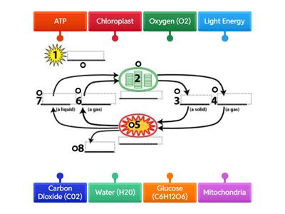 Photosynthesis and Cellular Respiration 