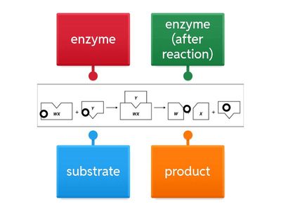 enzyme model labeling
