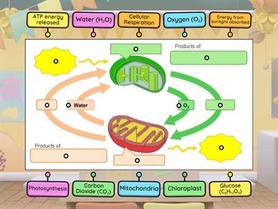 Photosynthesis and Cellular Respiration Labeling