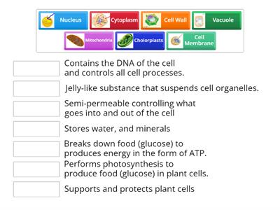 Cell Organelles