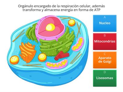 Actividad  sobre la celula 