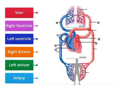 Circulatory system