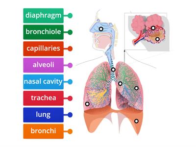 Respiratory system