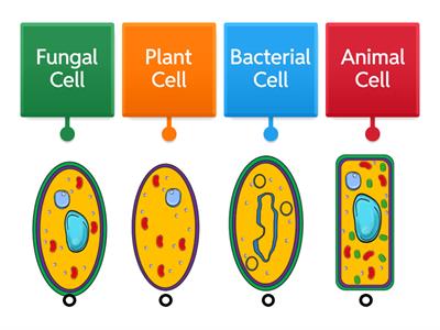 N5 Biology 1,1 - Identifying Cell Types