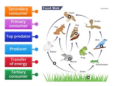 IGCSE Food web