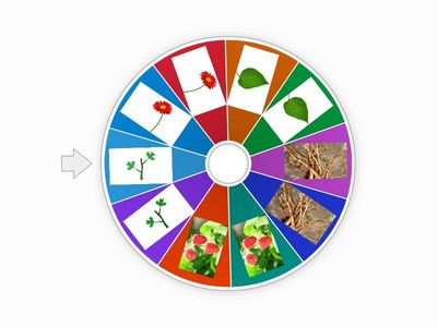 BUSCA LAS PARTES DE LAS PLANTAS