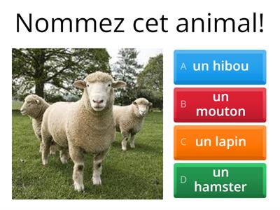 Nommez cet animal!