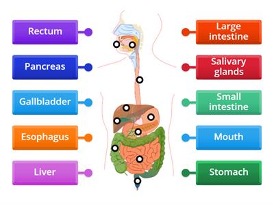 **Digestive System (Labeling)