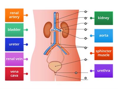 LC Biology - Urinary System