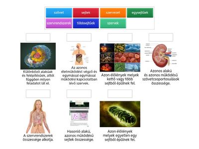 Egészségvédelem - Az élőlények felépítésének tagolása
