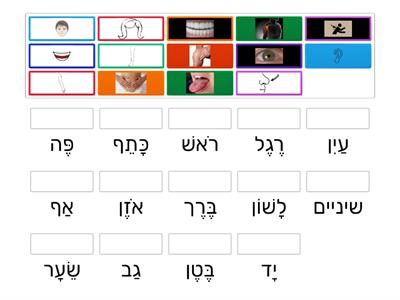 Hebrew Body parts