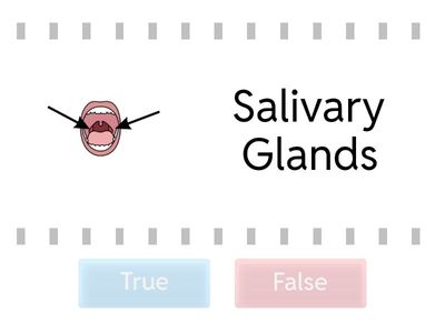 Nervous and Digestive System 