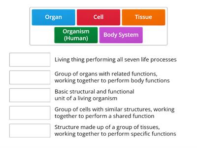 Biological Levels of organisation in Humans