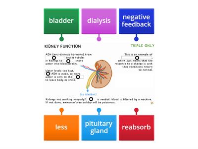 Kidney Functions