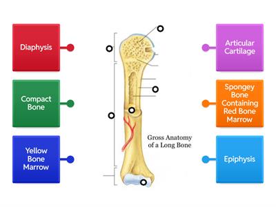 Long Bone Diagram