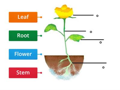 Label the plant